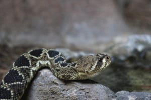 diamondback rattlesnake on rock