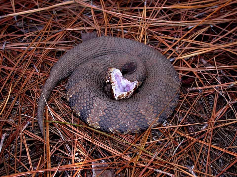 Aggressive cottonmouth snake