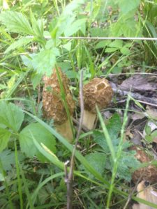 hidden morel mushrooms