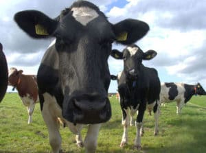 Field of cows, one close up