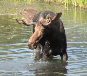 bull moose in lake