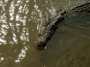 Crocodile in water