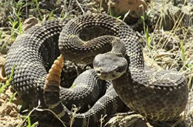 Angry rattlesnake