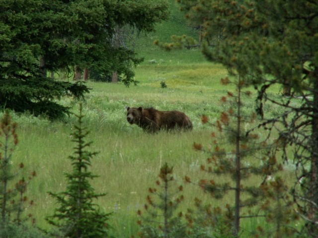 brown bear in tall grass