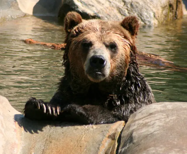 Wet grizzly swimming