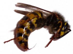 curled up wasp