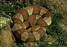 coiled copperhead