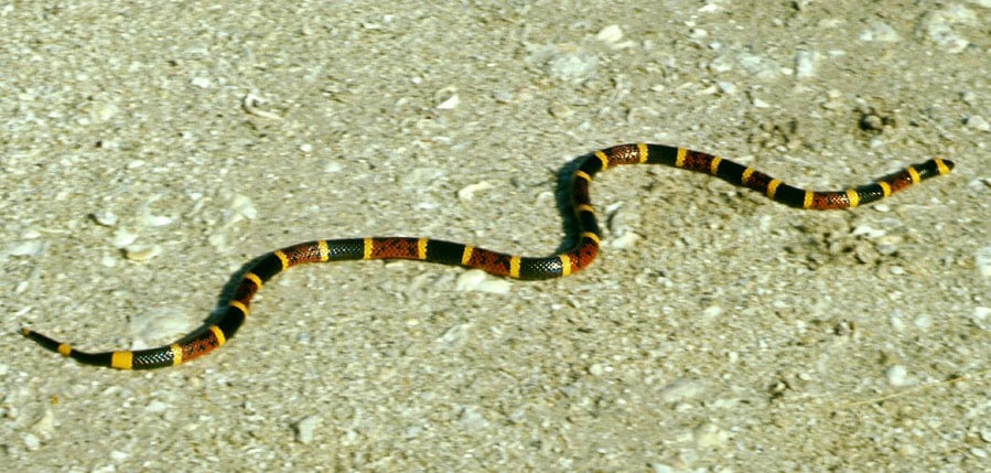 coral snake on gravel
