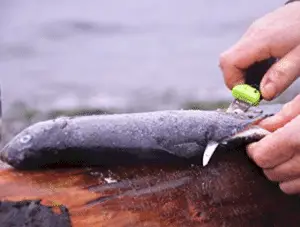 fish being filleted on log