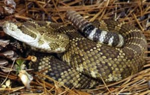 western diamondback rattlesnake in grass
