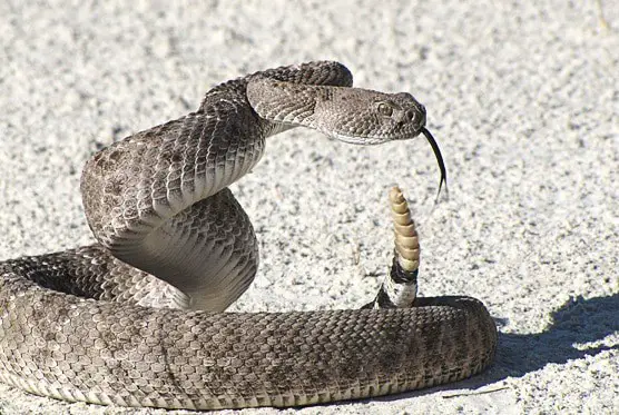 rattlesnake poised to strike
