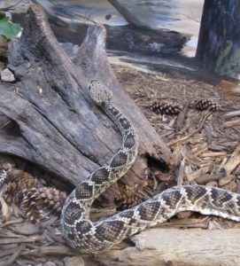 rattlesnake crawling on log