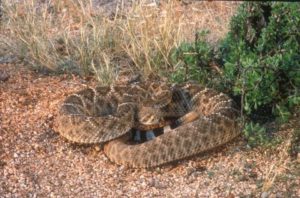 curled rattlesnake in grass