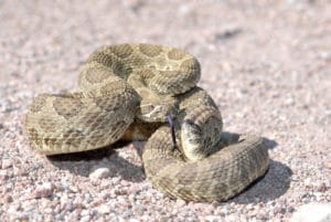 coiled mojave rattlesnake in desert
