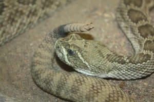 prairie rattlesnake closeup