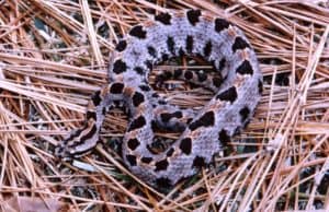 lavendar Carolina pygmy rattlesnake on grass