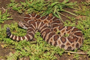northern western pacific rattlesnake