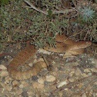 pink canyon rattlesnake under bush