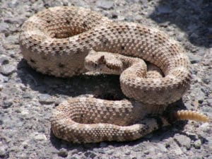 sidewinder rattlesnake coiled in desert