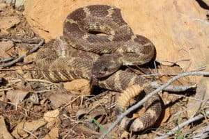 By Connor Long - Own work, CC BY-SA 4.0, https://commons.wikimedia.org/w/index.php?curid=42550981 coiled western rattlesnake against sandstone