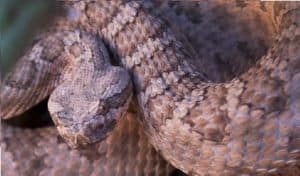 close up coiled grand canyon rattler