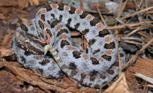 J.D. Wilson and used from the University of Georgia pygmy rattlesnake on leaves