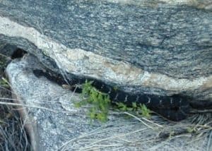 black rattlesnake between two rocks