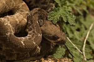 California red rattlesnake closeup pic