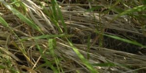 massasauga rattler hidden in grass