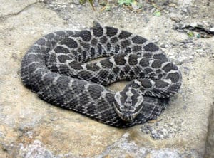 coiled gray massasauga rattlesnake on stone