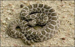 brightly spotted massasauga rattlesnake on sand