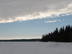 snowy field pine forest in distance