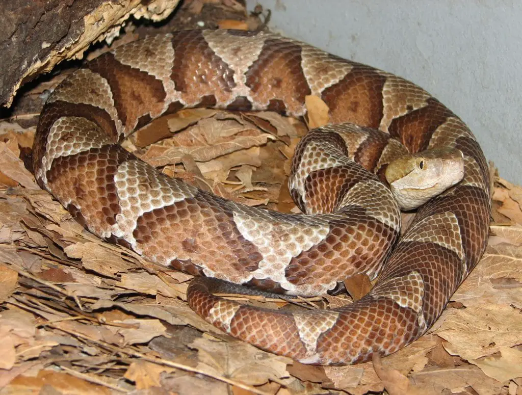 Copperheads Vs. LookAlikes How To Tell Them Apart OutdoorMeta