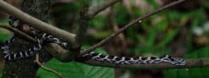 juvenile rat snake on tree branch