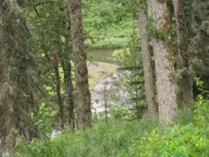 creek woods and grass Kenai Peninsula Alaska