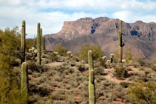 cactus shrubs in desert