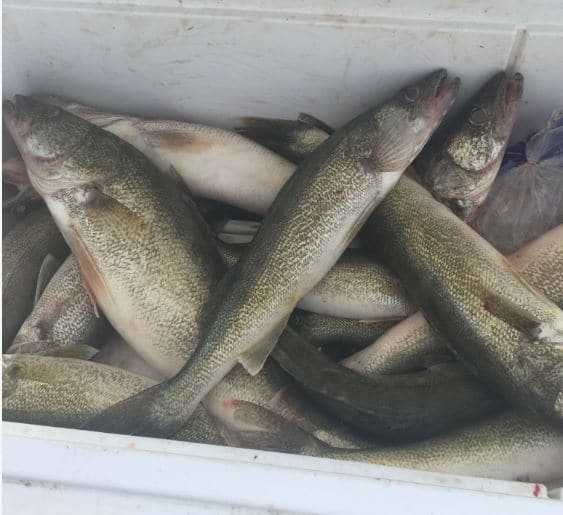 Best Fishing Nets for Walleye Fishing OutdoorMeta