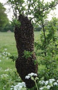 giant honey bee swarm in wild