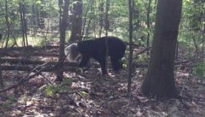 https://www.cnn.com/2017/05/26/us/bucket-head-bear-trnd/index.html bear in woods with bucket stuck on head