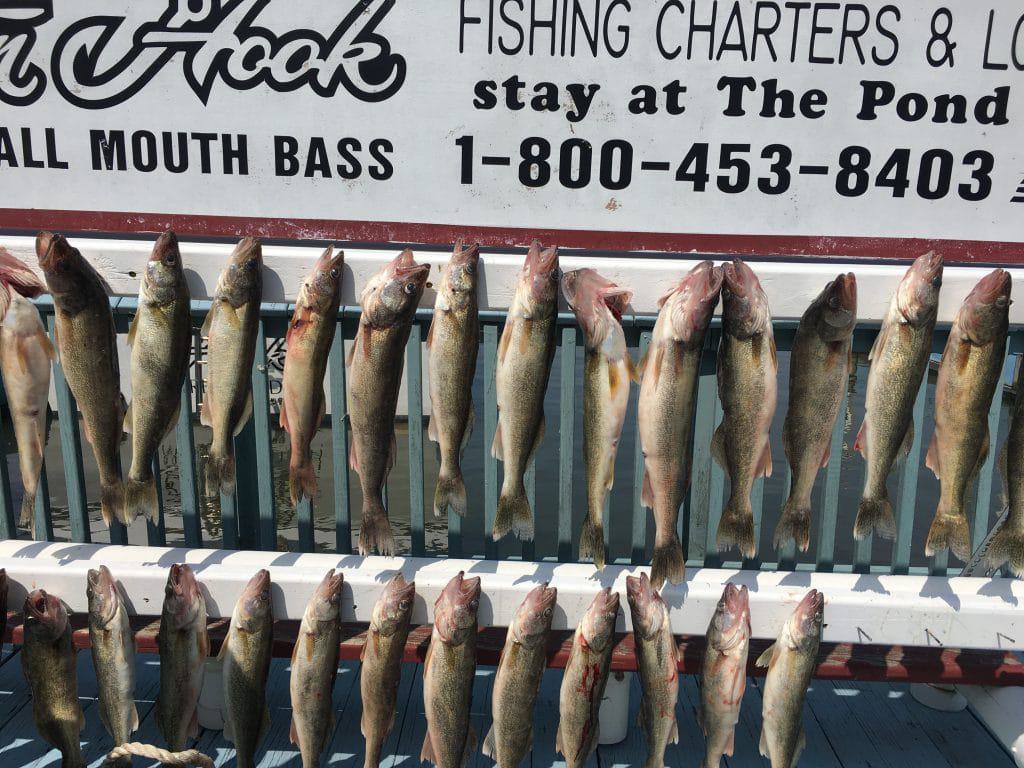 Day 2 Lake Erie Walleye Catch