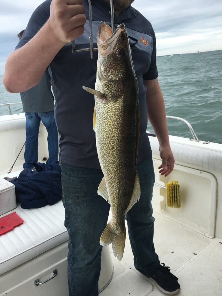 Jon's Big Lake Erie Walleye