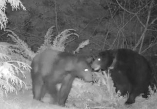 Two black bears caught on night camera