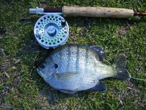 bluegill by fly reel on ground