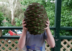 giant head-sized pinecone