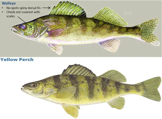 Are Walleye Really a Perch? – OutdoorMeta