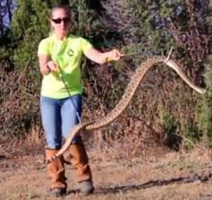 woman using snake hooks to move rattlesnake