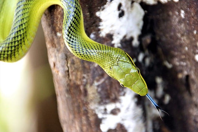 green tree snake with tongue out