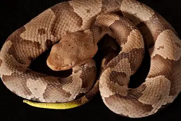 What Do Baby Copperheads Look Like Outdoor Meta