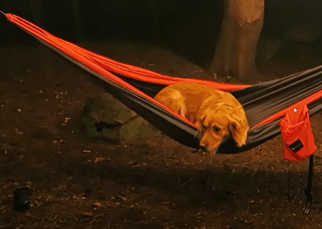 dog in camping hammock at night