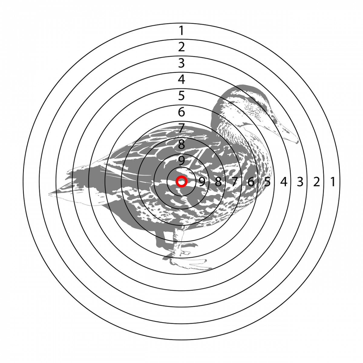Introduction to Duck Hunting A Beginner’s Guide OutdoorMeta